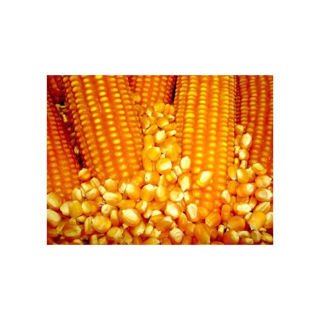 Brazil Commodities frozenchickenexports.com - Image 5