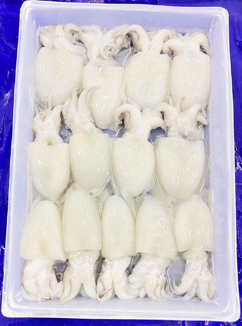 Cuttlefish Type Frozen Material Cuttlefish Place of Origin Indonesia Processing Type Block Frozen Shelf Life 24 months at - Image 3
