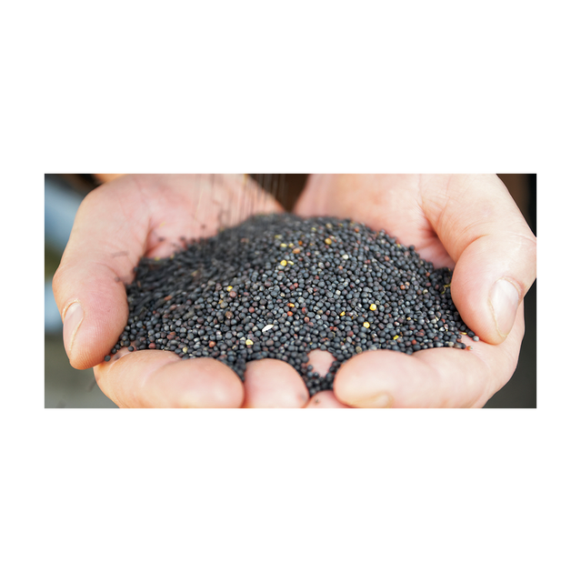 Clean and graded canola seeds offered in wholesale for oil mills and traders - Image 5