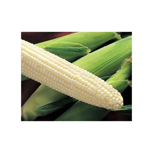 Wholesale white maize supply direct from top producers Grade A Features Gluten-Free, Organic Packaging Size > 1 kg to 5 kg, > 10 kg to 25 kg - Image 5