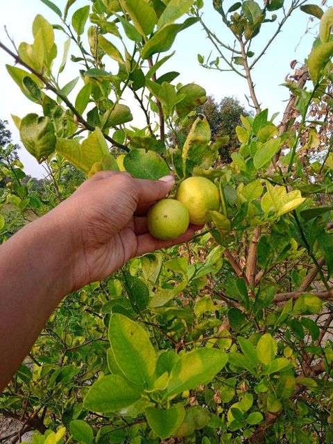 Fresh Lemon Organic Yes - Image 3