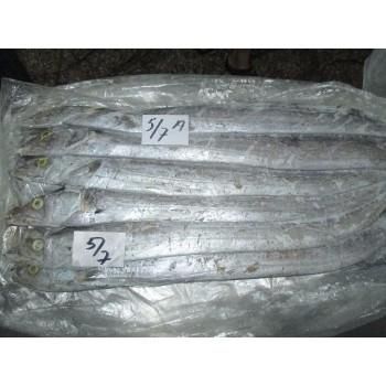 Ribbon fish - Image 3