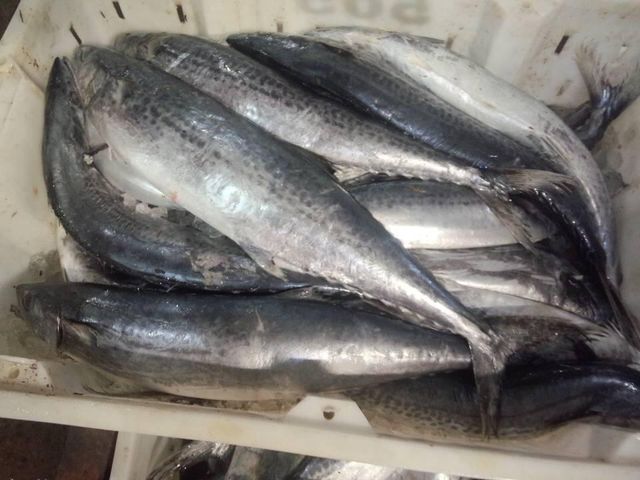 Frozen Atlantic Mackerel Fish Rich In Omega 3 100% Frozen Seafood Choice For Importers And Wholesale Buyers - Image 3