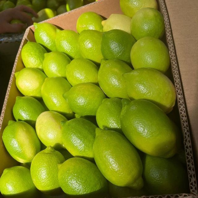 Class 1 Fresh Eureka Lemon for sale Organic Yes Origin South Africa - Image 5