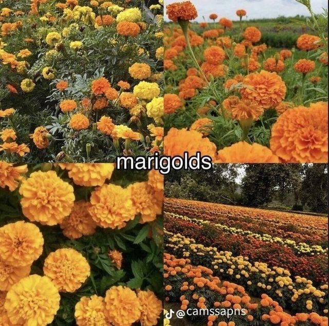 Marigolds – product photo 5, product detail gallery