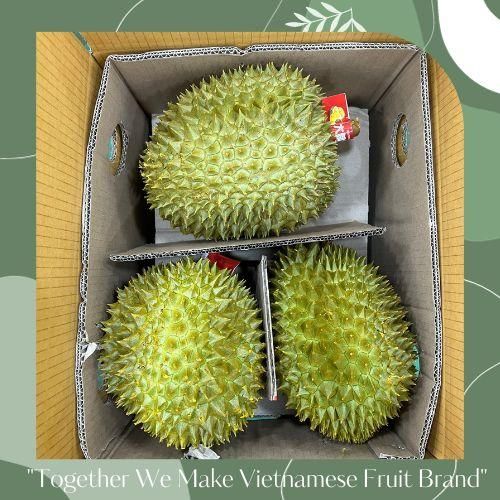 Fresh Durian Vietnam Common Cultivation Sweet Taste Monthong/ Ri6 Variety Fresh Yellow Durian In Carton Box Packaging - Image 4