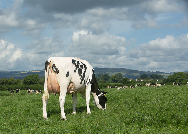 Productive Dairy Cows With Good Milk Yield Potential Healthy Condition And Suitable Traits For Commercial Farming - Image 4