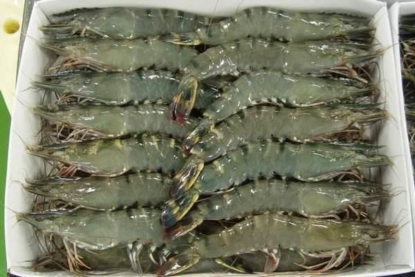 Frozen Prawns Carefully Selected And Individually Frozen For Reliable Cold Storage Handling And Seafood Distribution - Image 3
