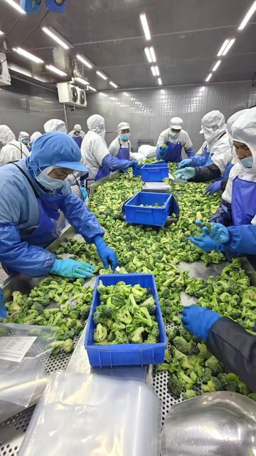 wholesale Frozen broccoli/ IQF broccoli frozen green vegetables expoort guohai foods factory price - Image 5