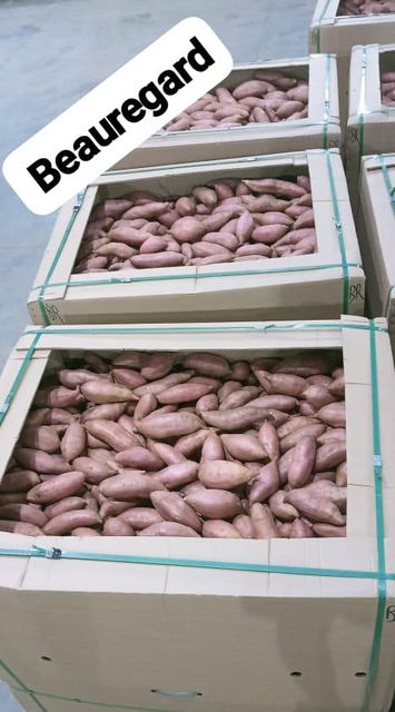 Sweet Potatoes Origin Egypt Shape Uniform Size 200–300 G Texture Smooth Features Organic Grade Export Grade Cooking Quality Excellent - Image 5