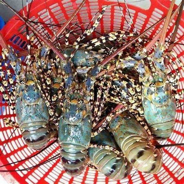 Fresh Live Lobsters Export Focused Seafood Category With Healthy Appearance Strong Vitality And Dependable Shipment Quality - Image 3