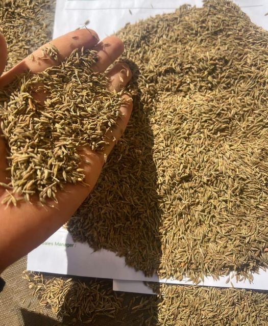 Cumin seeds Grade A Type Seeds Origin Egypt Purity Pure Organic Packaging As desired Place of Origin Egypt Broker Chain No Broker Chain - Image 1