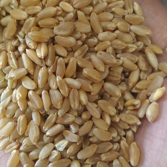 Superior Wheat Grain With 99% Wheat Purity And Natural Nutrients For Bulk Trading - Image 3