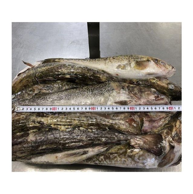 Cheap Price Bulk Stock Frozen Fresh Atlantic cod Fish / Fillets For Sale In Bulk With Fast Delivery - Image 2