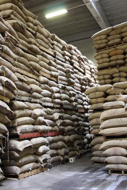 Cocoa Beans - Image 3