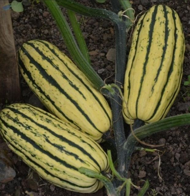 Organic Squash Delicata Best Prices - Image 1