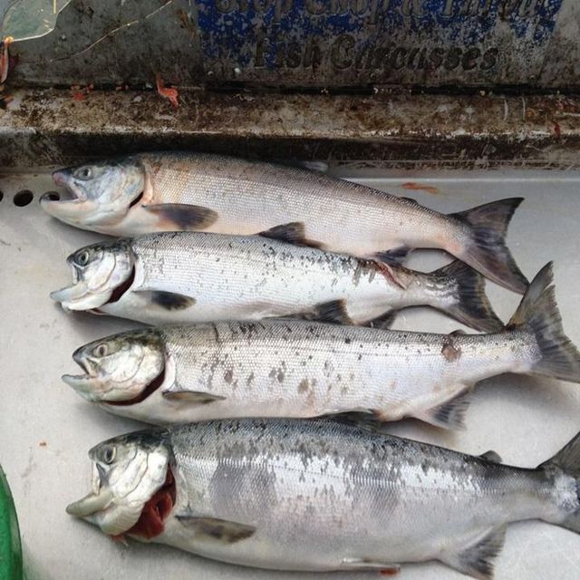 Fresh Norwegian Salmon High Protein Atlantic Seafood For Fresh Fish Counters And International Buyer Demand - Image 4