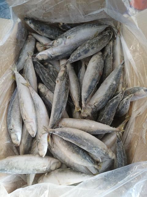 Seafood Fresh Frozen Whole Layang Scad fish for Sea Fish Buyers - Image 2