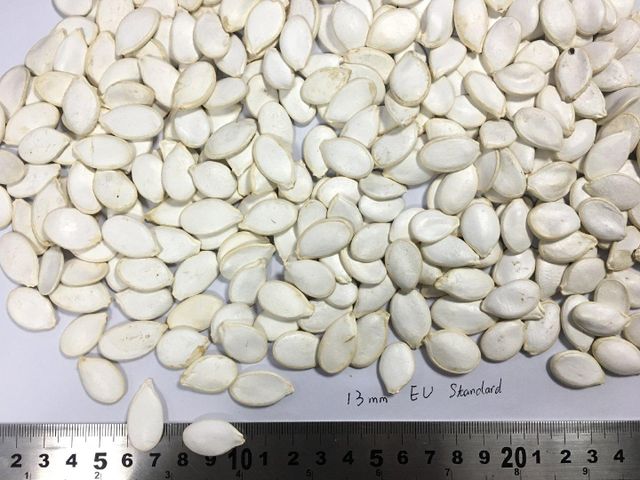 Snow White Pumpkin Seeds Admixture 0.2% Max Size 11 Cm And 13 Cm Packaging 50 KG BAGS Imperfect Seeds 3% Max Moisture Content 8% Max - Image 2