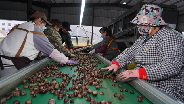 Chinese Tai Shan chestnut - Image 4