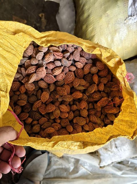 Peach Seeds for Plantation High Germination Rate Pakistan Supplier - Image 5