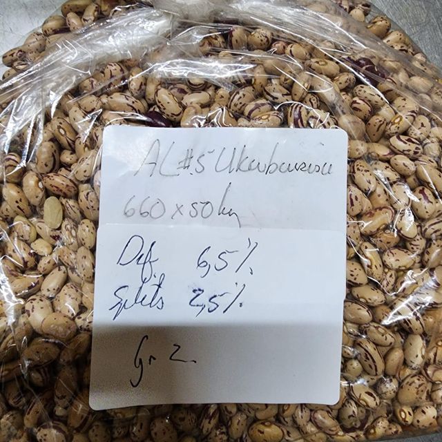Red speckled sugar beans - Image 3