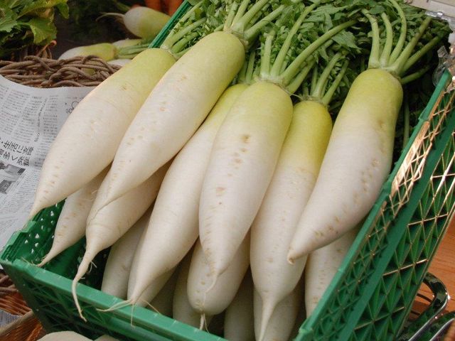 VIET NAM EXPORT FRESH WHITE RADISH Color White Style Fresh Type Radish Weight (kg) 1 Taste Delicious Address Vietnam Model Number - Image 4