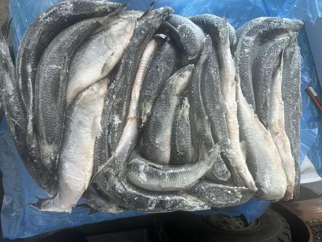 Frozen Herring Fish Carefully Processed Whole Fish With Clean Texture And Fresh Taste For Wholesale Seafood Buyers - Image 1