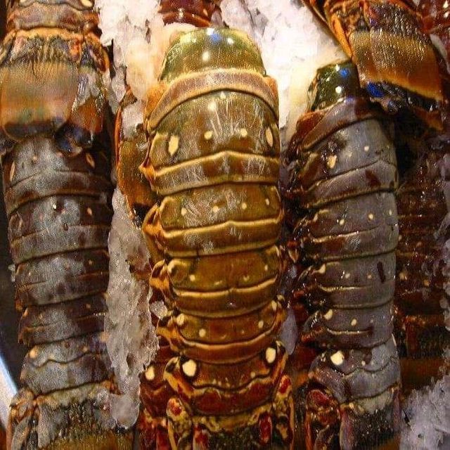 Frozen Fresh Lobsters Professionally Packed For International Distribution Featuring Strong Texture And Premium Quality - Image 5