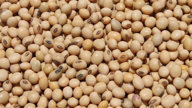 Soybeans - Image 1