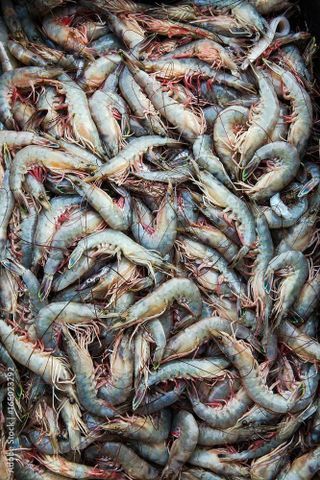 FROZEN RAW SEA CAUGHT SALAD SHRIMP Packaging 800G Texture Succulent Shelf Life 2 YEARS Flavor Authentic Sea Flavor Treatment Untreated / Co Treated - Image 1