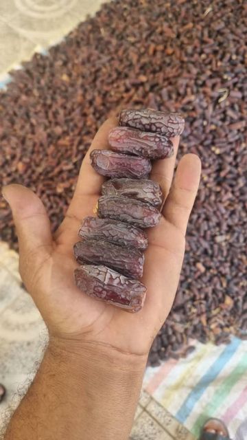 Rabbi Dates - Image 1