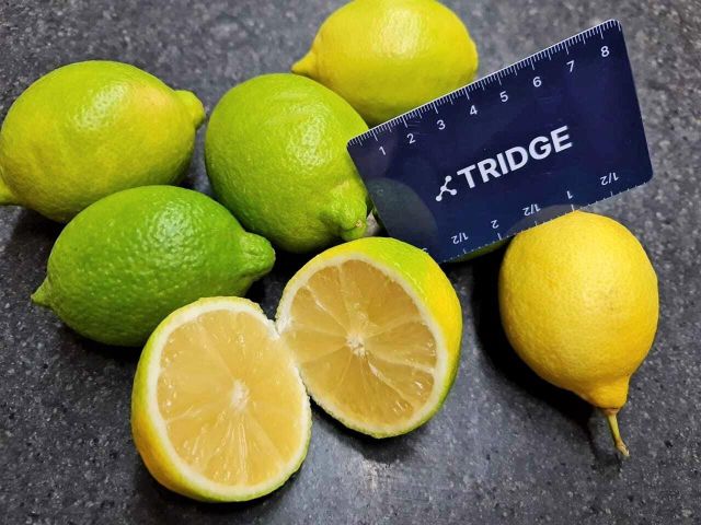 Fresh Eureka Lemon From THAI Color Yellow Harvest Time Sep Aroma Strong Fragrance Cultivation Type Common Packing 15kg/carton With Pallets - Image 5
