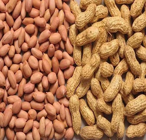 Groundnuts (Peanuts) whole and Raw Groundnuts (Peanuts), 50 Kg - Image 3