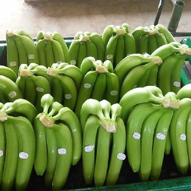 Natural Fresh Cavendish Banana Export from Vietnam with Consistent Quality for Global Wholesale Buyers - Image 3