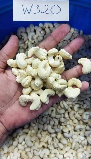 Cashew Nuts/ Cashew Kernels- W180 W240 W320 - Image 4