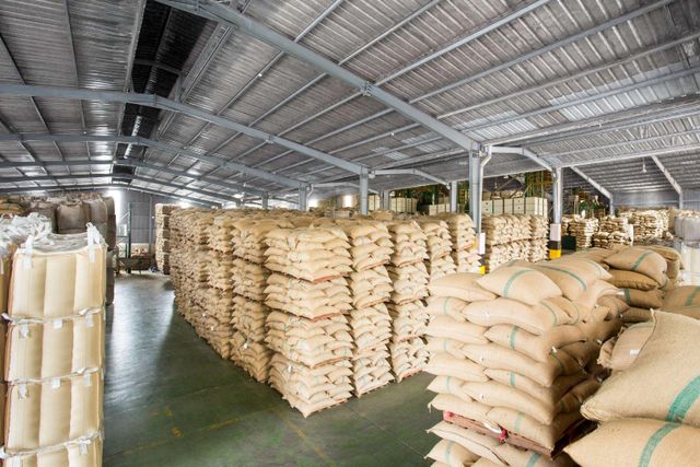 Robusta Coffee Grade Grade 1 Specialty Altitude 1,400 - 1,600 Masl Availability Limited (seasonal) Cupping Score Estimated 85+ - Image 2