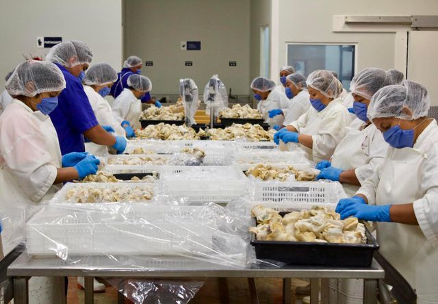 WHELK MEAT / CONCH MEAT Packaging IWP, BLOCK Origin Campeche, Mexico Main Markets Asia, Americas Weight (kg) -100 GR AND 100 GR UP - Image 2