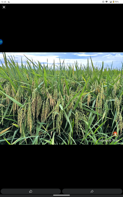 Paddy Rice Origin Indonesia Packaging Size 10 kg Features No Added Sugar - Image 3