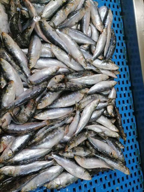 frozen sardine - Image 3
