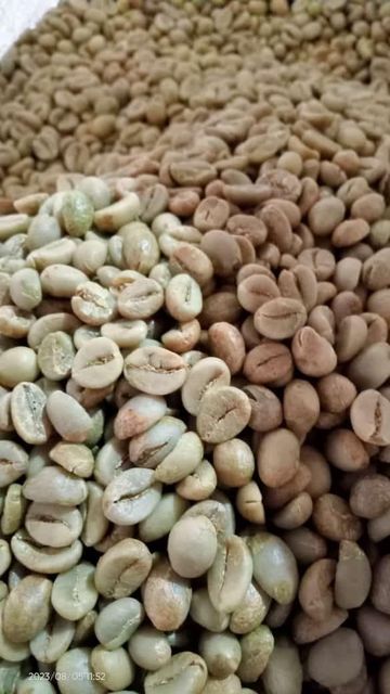 Size 16 Robusta Vietnam Origin Green Coffee Beans A 60kg A Plus 95 To 99% Purity Bulk Bags High Quality - Image 5