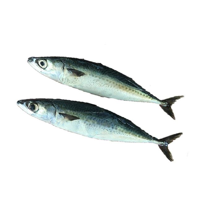 Frozen Horse Mackerel for Sale Top-Grade Frozen Fish Ideal for Grilling, Frying, and Stews Bulk Orders Available - Image 3