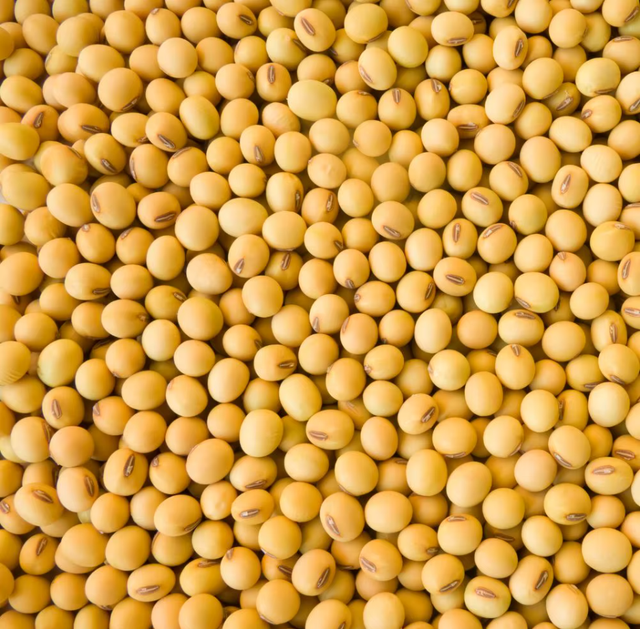 High-Quality Soybean Seeds Purity ≥ 98% Origin Nigeria Admixture ≤ 2% Type soybean seed Damaged Seeds ≤ 1% Foreign Matter ≤ 1% - Image 3
