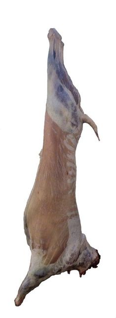 Yanchi Tan lanb(China's & World's Top Luxury Lamb) - Image 6