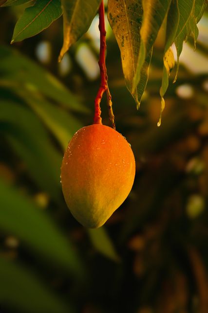 🥭 Premium Pakistani Mango | Fresh Sweet Mango | Grade A Quality | Farm Fresh | Wholesale Supplier | Global Export - Image 2