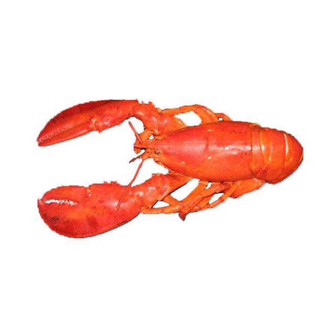 Live lobster available for sale in bulk quantities for seafood wholesalers and restaurants - Image 1