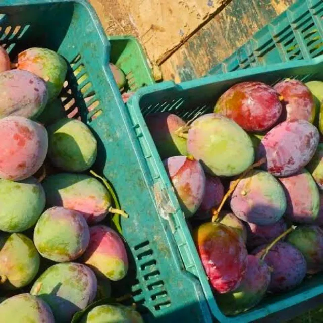Fresh Mangoes - Image 1