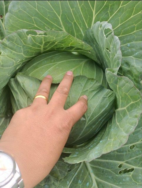 Fresh Cabbage, Fresh Tomatoes and Fresh Potatoes Organic No Origin Other Freshness Level Pickled - Image 3