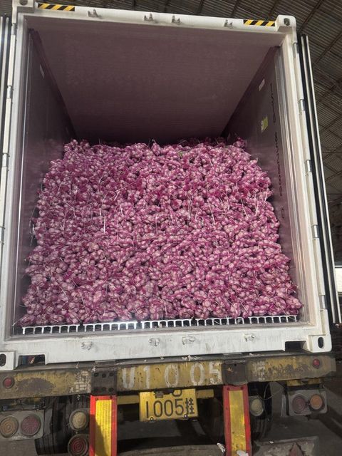 Garlic Size 5-5.5cm Color Pure White Weight Per Bag 2.5kg Minimum Order Quantity 29 - Image 1