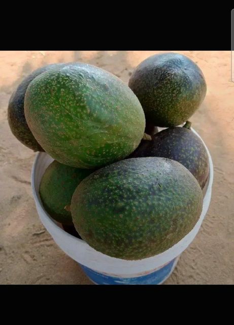 Avocado - Image 1
